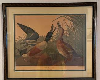 Audubon Shoveller Duck Print