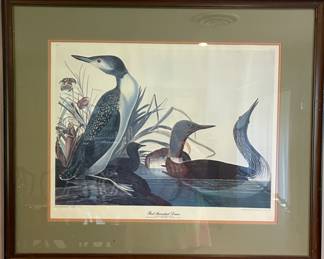 Audubon Red Throated Diver Framed Print