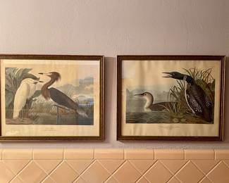 Audubon Purple Heron Print & Audubon Great Northern Diver or Loon