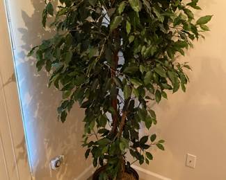 Ficus Tree $ 38.00
