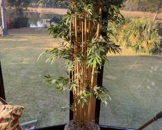 Bamboo Tree / Pot $ 42.00
