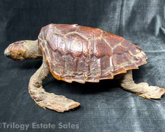 Vintage Taxidermy Sea Turtle