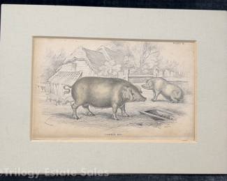 Common Hog Plate 21 Stewart Matted Book Print