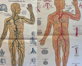 Two Antique Circa 1894 Anatomy Posters Arterial And Venous Systems