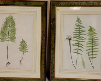 Original Fern botanicals