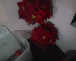 Poinsettia 