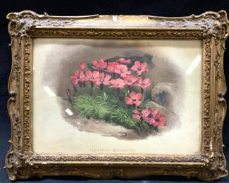 Vintage Colored Lithograph Botanical Art
