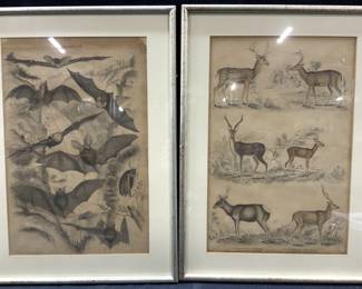 2 Vintage Bat & Deer Zoology Illustrations
