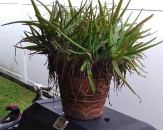 Aloe plant