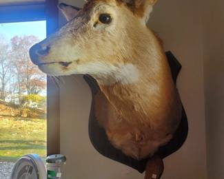 1 of 2 Nice Deer Mounts