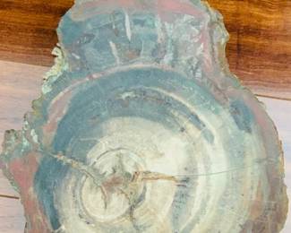 Large Petrified Wood Slice