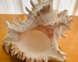 Large Seashell