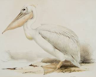 Pelican, from The Birds of Europe, circa 1832 – 1837