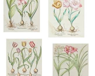 Botanicals from the Hortus Eystettensis, circa 1613 (4)