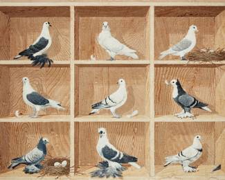 Trompe l'oeil of pigeon breeds