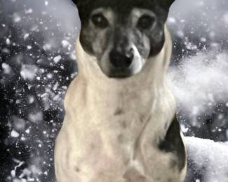 Puppy Posing for Chicken! (NFS)