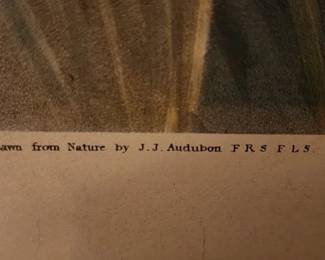 1836 Audobon Print 