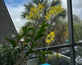 Beautiful blooming orchid.  There are several more orchids that are not currently in bloom but can be clipped.