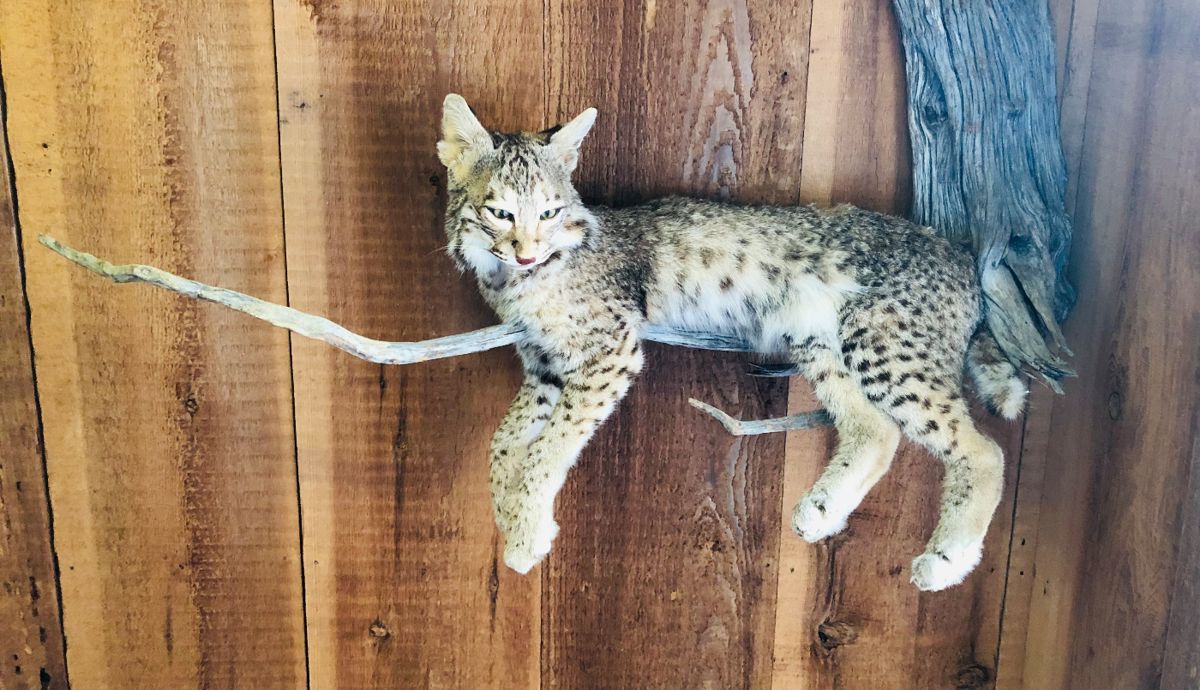 Bobcat taxidermy mount