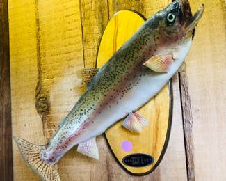 Rainbow trout taxidermy mount