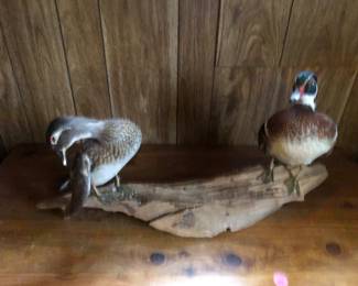 Wood ducks taxidermy mount