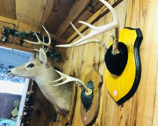 Deer head mount and antlers
