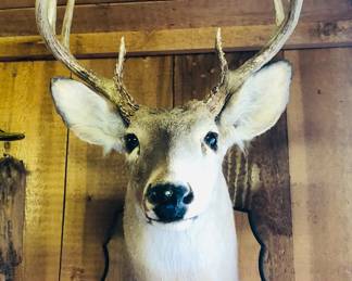 8 point deer head mount