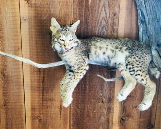 Bobcat taxidermy mount