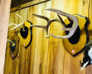 Antler mounts
