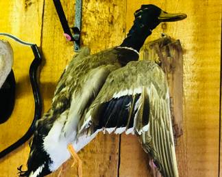 Mallard taxidermy mount