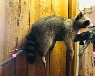 Raccoon Taxidermy Mount 