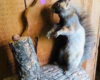 Taxidermy red squirrel mount
