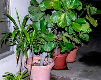 Flower Pots and Plants