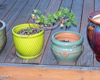 Flower Pots and Plants