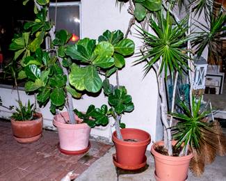 Potted Plants