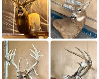 Taxidermy, deer, elk