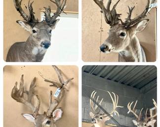 Deer taxidermy