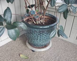 Large ceramic pot w plant