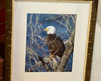 Framed Eagle Photograph by Jim McKeown entitled Fluffy Head 

Professionally framed in a faux rustic frame and measures 20" x 23" 