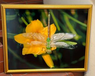 Gorgeous Framed Dave Woessner Dragonfly on Lily Photograph, measuring 21" x 17.5"

A stunning nature photograph! 