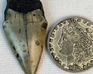 Authentic Mako Shark Prehistoric Fossil Tooth With Dark Brown Root & Gray Enamel