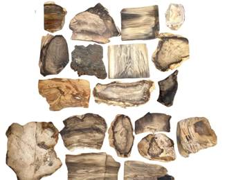 20pc Polished Petrified Wood Slabs
