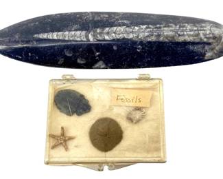 5pc Nautical Fossil Collection
