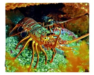 Signed Jeff Alfred Catalina Island Lobster Photo
