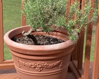 Outdoor Potted Rosemary