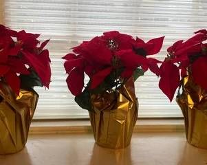 Artificial Poinsettias

