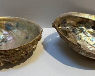 Iridescent Abalone Shells 