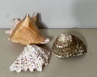 3 Large Collectible SEA SHELLS Conch, Clam and Snail