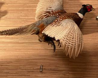 Taxidermy....Also a could fish trophies on the wall