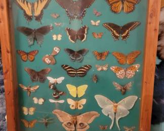 Vintage Butterfly Display